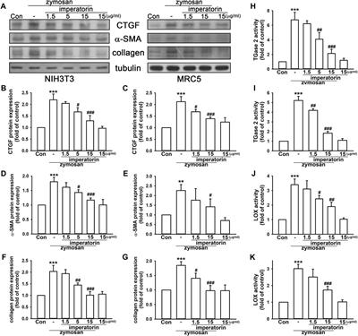 Imperatorin ameliorates pulmonary fibrosis via GDF15 expression